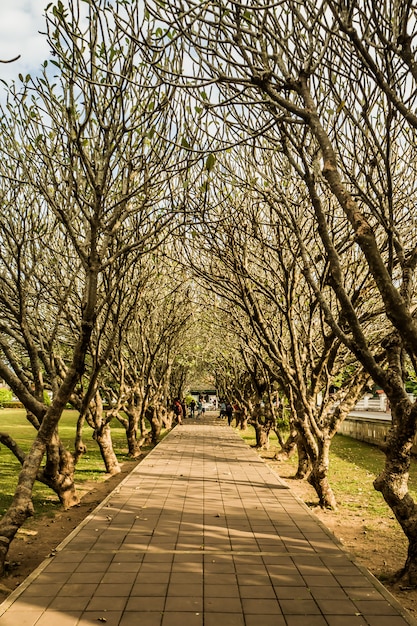 Tunnel de Plumeria dans la province de Nan, Thaïlande