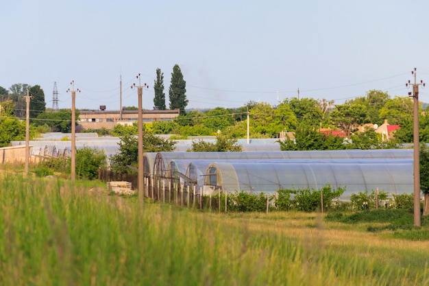 Tunnel en polyéthylène comme serre en plastique pour la culture de légumes