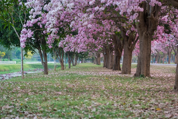 Le tunnel romantique des arbres à fleurs roses