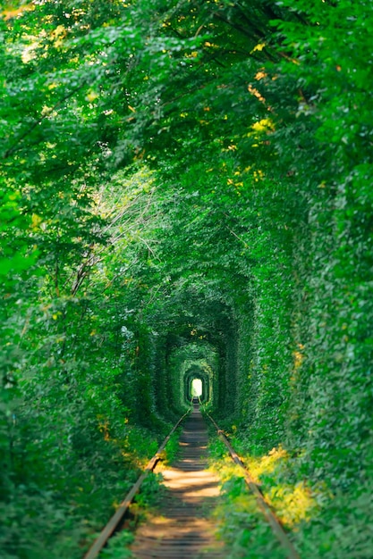 Tunnel vert dans un feuillage printanier frais Chemin vers la nature Arrière-plan naturel d'un beau jardin