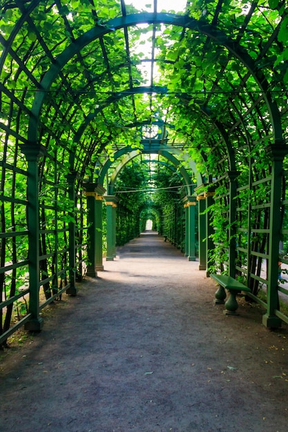 Tunnel voûté en métal recouvert de plantes grimpantes vertes dans le parc de la vieille ville Jardin d'été à Saint-Pétersbourg Russie