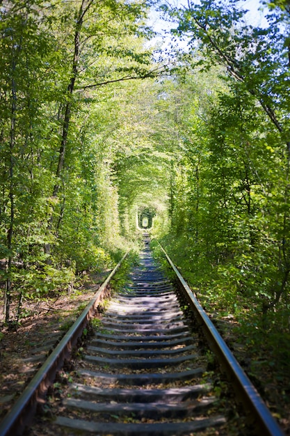 Tunner Vert En Forêt. Lieu D'amour.