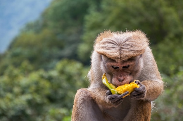 Tuque macaque