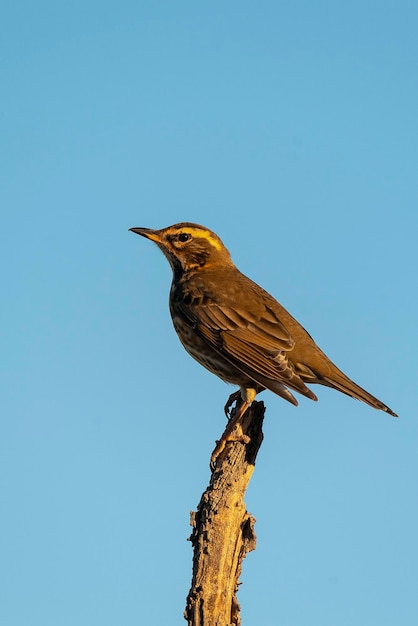 Turdus iliacus à ailes rouges Malaga Espagne