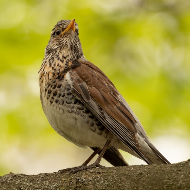 Turdus pilaris Assis sur une branche d'arbre dans les bois, gros plan, mise au point sélective.