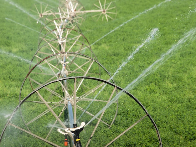 Turf farm Système d'irrigation sur le terrain agricole.