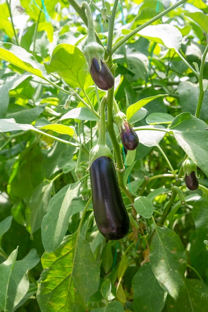 Turquie / Antalya, serre d'aubergines, champ d'aubergines