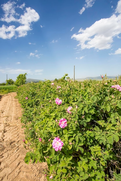 La Turquie Isparta a augmenté l'agriculture de champ. Nature rose rose.