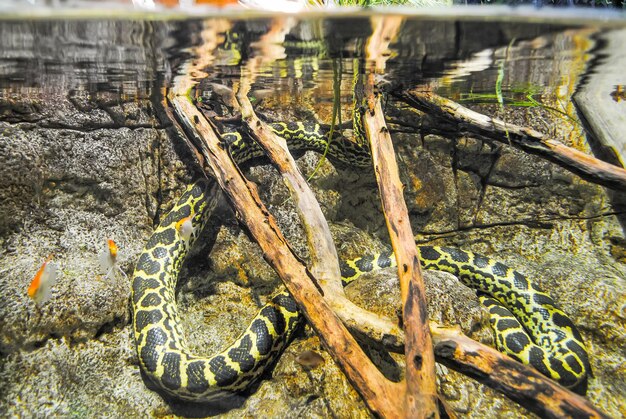 Turquie Istanbul L'aquarium D'istanbul A Reçu Des Visiteurs Après Sa Restauration