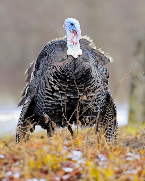 Turquie marchant dans l'herbe d'automne