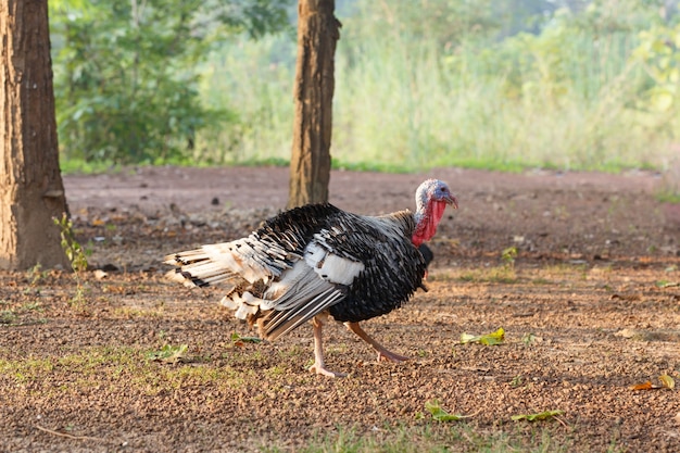 Turquie oiseau marcher le matin brillant