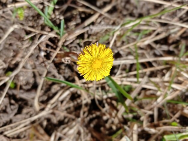 Tussilage fleur primevère jaune vif sur fond d'herbes sèches