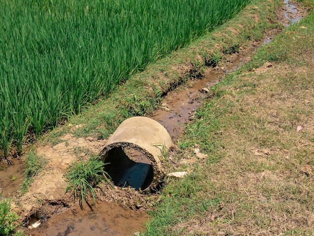 un tuyau en béton au bord d'une rizière