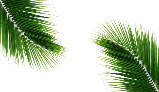 Photo twins palm noix de coco feuilles sur fond blanc
