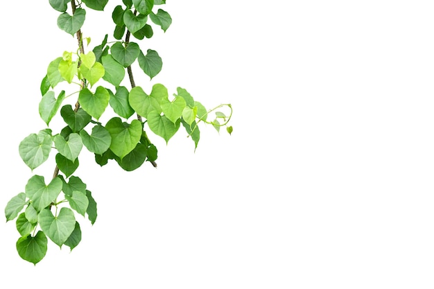 Twisted jungle vignes liana plante Cowslip creeper vine Telosma cordata avec des feuilles vertes en forme de coeur isolé sur fond blanc chemin de détourage inclus