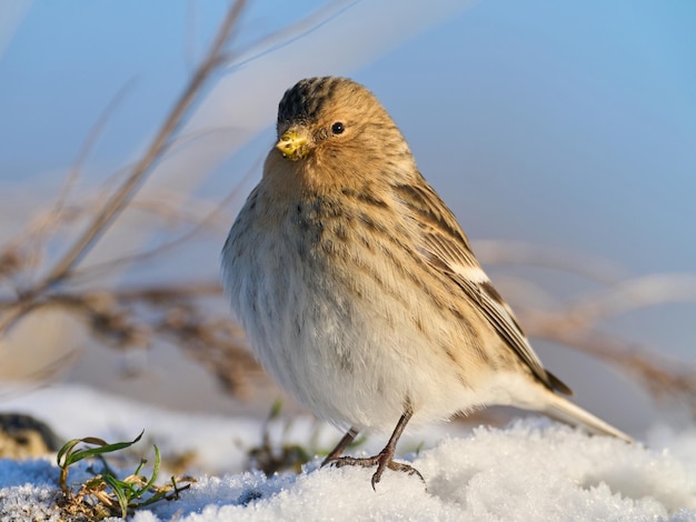 Twite Linaria flavirostris