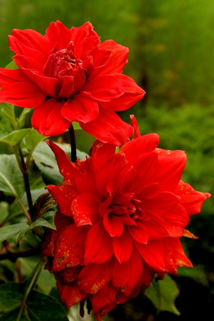 Photo two red dahlia flower high res