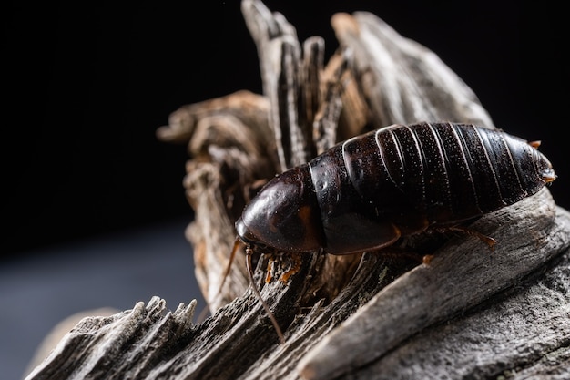 Un Type De Cafards Est Blattodea. C'est Une Sorte D'insectes Qui Contient Des Cafards Et Des Termites. Tous Deux Ayant évolué à Partir D'un Ancêtre Commun.