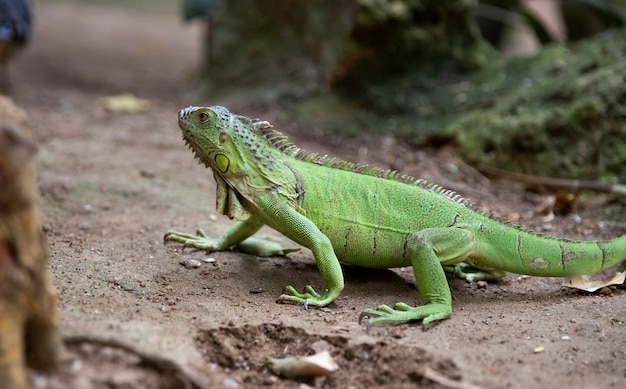 Type de lézard. Iguane. Vue de côté