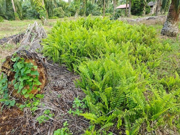 types de fougères feuilles plantes trouvées dans la plantation