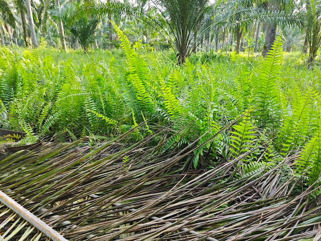 types de fougères feuilles plantes trouvées dans la plantation