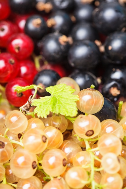 Types de groseilles - baies blanches, rouges et noires