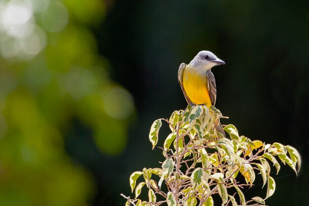 Le Tyran occidental Tyrannus verticalis est un grand tyran