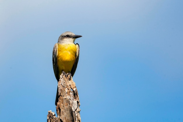 Le Tyran de l'Ouest .Oiseaux de la péninsule du Yucatan...