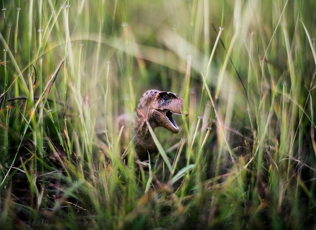 Tyrannosaurus rex jouet dans l&#39;herbe