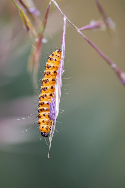 Tyria Jacobaeae. Caterpillar Photographiée Dans Leur Environnement Naturel.