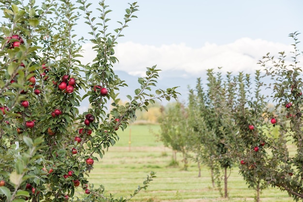 U-cueillette de pommes un jour d'automne.