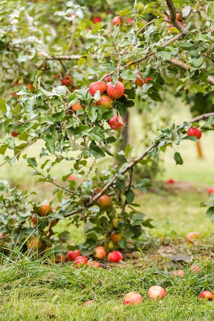 U-cueillette de pommes un jour d'automne.