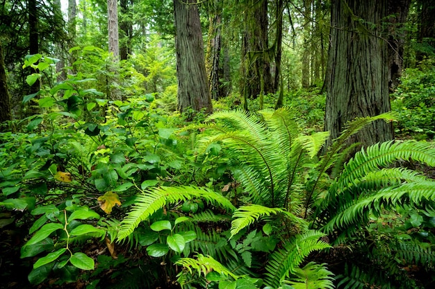 ȽÁU, WELṈEW̱/Parc provincial John Dean, North Saanich, île de Vancouver, BC Canada