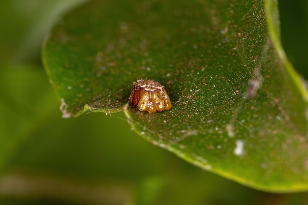 ufs d'insectes assassins de la famille des Reduviidae