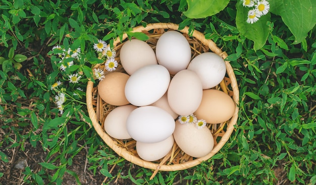 Œufs de poule faits maison dans un panier