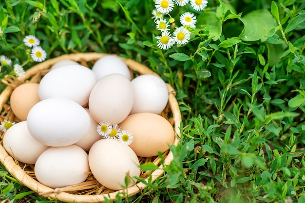 Œufs de poule faits maison dans un panier