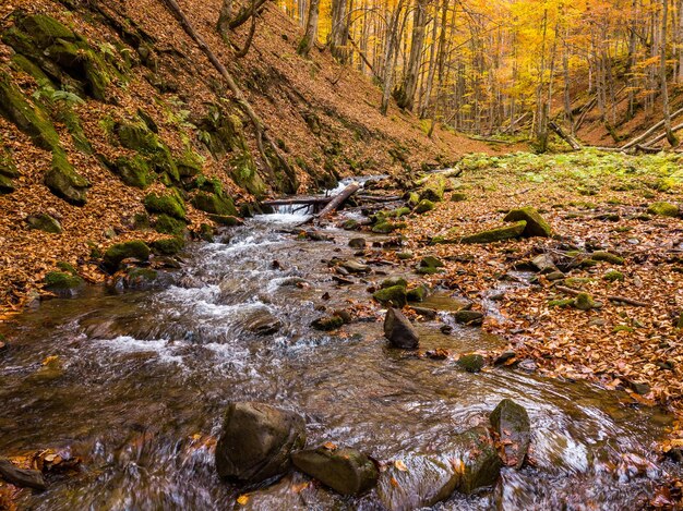 Ukraine Un doux ruisseau cascade autour de rochers recouverts de mousse entourés d'arbres ornés de feuillage d'automne dans le parc national des Carpates Carpates Shypit