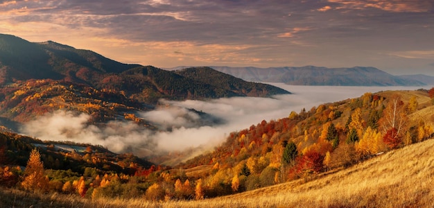 Ukraine Un lever de soleil d'automne magique avec de la brume rampant sur les vallées au-dessus des formations montagneuses loin de la civilisation Col de Synevyr situé dans les montagnes des Carpates