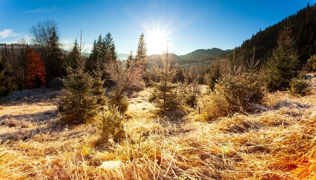 Ukraine Merveilleux petit matin dans les montagnes d'automne de la chaîne de montagnes des Carpates Lumière douce du soleil sur les clairières et les sapins gelés sur l'herbe