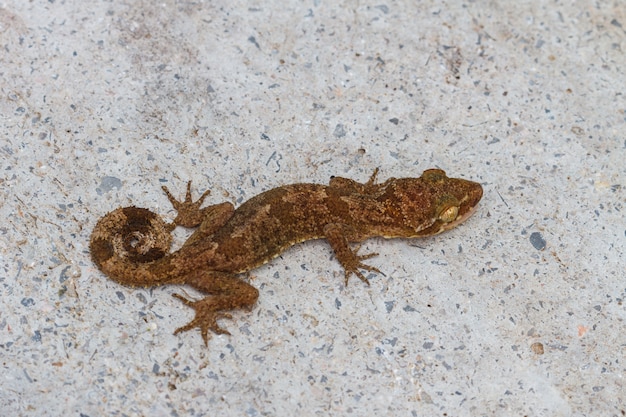 Photo ulber's gecko en forêt tropicale