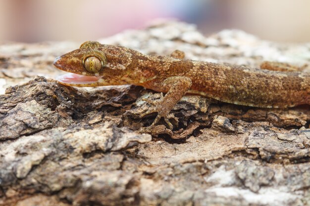 Ulber&#39;s Gecko en forêt tropicale