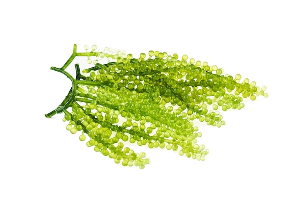 Umi-budou, algues raisins ou caviar vert sur fond blanc