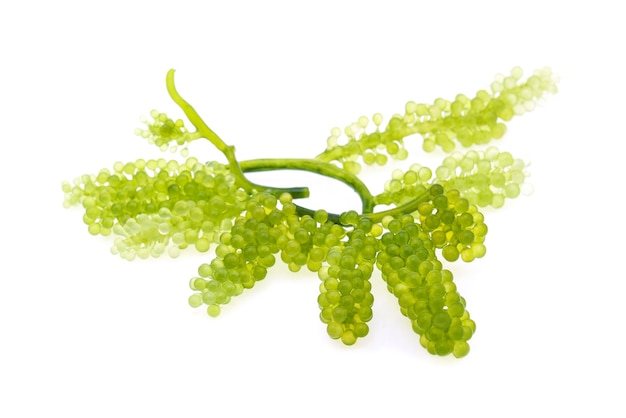 Umi-budou, algues raisins ou caviar vert isolé sur fond blanc
