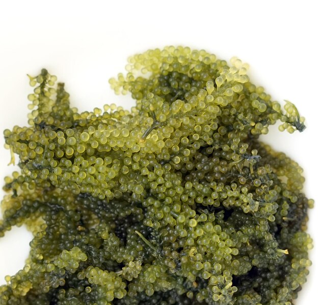 Photo umibudo raisin de mer japonais espèces d'algues caulerpa lentillifer nourriture saine