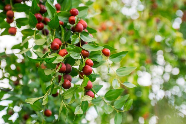 Photo unabi mûr sur une branche d'arbre dans le jardin