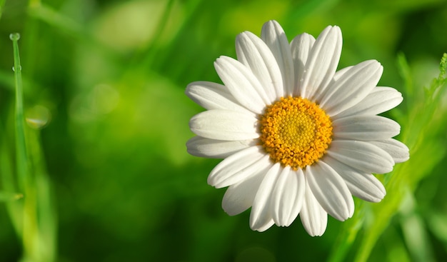 Unique belle marguerite blanche