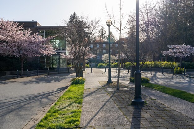 Université de la Colombie-Britannique Campus de l'UBC Fleur de cerisier