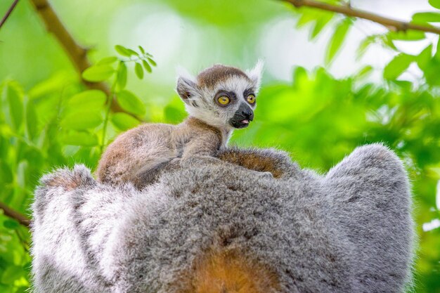 Untitled Document Untitled Document Lemur catta portrait sauvage assis sur un perchoir