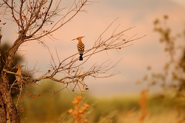 Upupa epops la huppe fasciée est une espèce d'oiseau bucérotiforme de la famille des upupidae