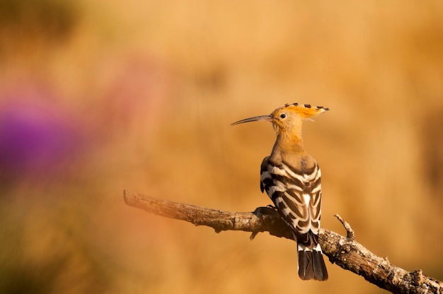 Upupa epops la huppe fasciée est une espèce d'oiseau bucérotiforme de la famille des upupidae